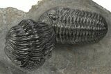 Beautiful Pair Of Pedinopariops Trilobites - Mrakib, Morocco #243837-1